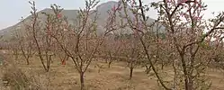 伊祁山の桃園