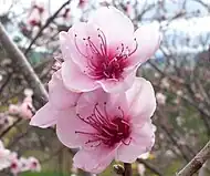 花 白色