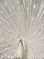 オスの白化個体