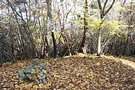 妙法ヶ岳の山頂、三等三角点（点名：岐礼）