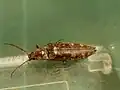 雌成虫