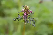 ヨツバシオガマの蕾