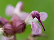 ヨツバシオガマの花