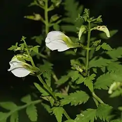 花を付けたセリバシオガマ、木曽山脈の木曽駒ヶ岳の亜高山帯（長野県木曽郡木曽町）にて、2016年8月10日撮影