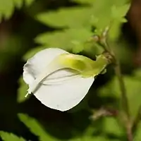 花の細部