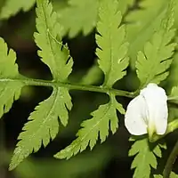 葉
