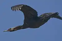 飛翔（アメリカ、カリフォルニア州）