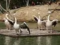 モモイロペリカン