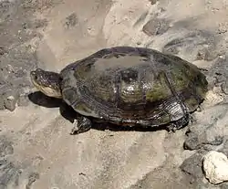 ヌマヨコクビガメ