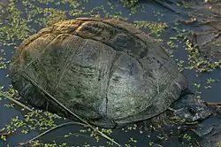 オカバンゴハコヨコクビガメ