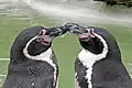 コッツウォルズの野生動物公園のつがい。キスをしている。