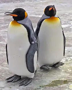 オウサマペンギンA. patagonicus