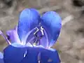 イワブクロ属（オオバコ科）の二強雄蕊