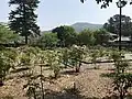 ボタン園