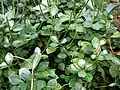 Peperomia blanda