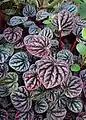 Peperomia caperata 'Red Ripple'