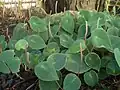 Peperomia hernandiifolia