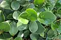 Peperomia obtusifolia