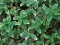 Peperomia rubella