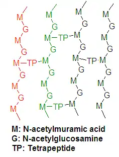 peptideglycan