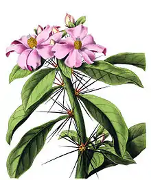 大葉麒麟