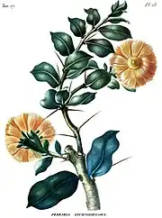 月の砂漠