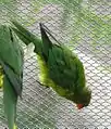 ニブイロコセイガイインコ(Trichoglossus euteles)