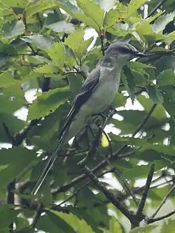 サンショウクイ