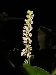 花柄の基部にある苞は縁が広い白色の部分がある。花冠は淡紅色。萼には長い軟毛と短毛が生える。9月下旬。