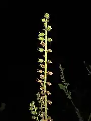 果実期の花穂。早落性の苞は脱落している。10月下旬。