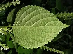 葉の裏面。腺点があり、裏面葉脈上に軟毛が生える。
