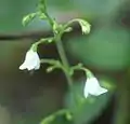 花序の一部
