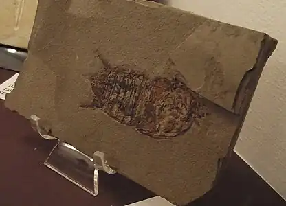 Perimecturus rapax(古口脚亜目Perimecturidae科)