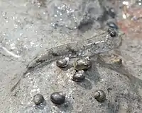 ハゼ類(トビハゼ)と巻貝