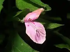 雄蕊は2個あり、花糸は糸状になる。花柱は1個で糸状、先はわずかに2裂する。