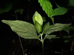 葉状の2枚の総苞は大きさが異なり、中に花（蕾）が入る。茎を持ち上げて撮影。