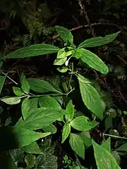 葉は暗緑色。茎に鈍い稜がある。