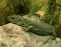 ホウセキカナヘビTi. lepidus
