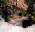シカシロアシマウス P. maniculatus