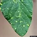 Peronospora manshurica（ツユカビ目）が寄生したダイズ