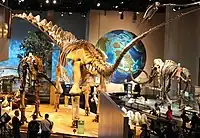 復元骨格 後方よりペロー自然科学博館（英語版）の展示品
