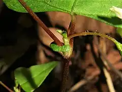 托葉鞘は短く、先端はしばしば葉状となり緑色になる。