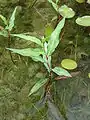 ヤナギタデの葉