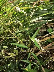花序は茎先に数個つき、先端は垂れ、偽総状にややまばらに花をつける。