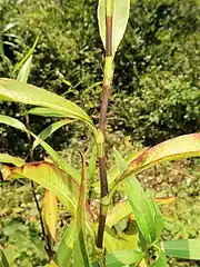 節はややふくらみ、托葉鞘は筒型で、伏した毛が生え、鞘の縁の毛は長い。