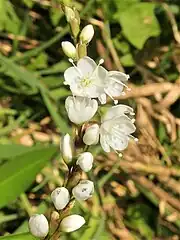短花柱型の花。中心の3個の雌蕊が短く、周囲の雄蕊が長い。