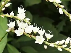 長花柱型の花。中心の3個の雌蕊が長く、周囲の雄蕊が短い。