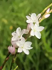 長花柱型の花。中心の3個の雌蕊が長く、周囲の雄蕊が短い。