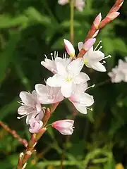 短花柱型の花。中心の3個の雌蕊が短く、周囲の雄蕊が長い。
