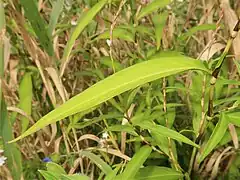 葉の表面。托葉鞘は短い筒型で縁に長い剛毛が生える。